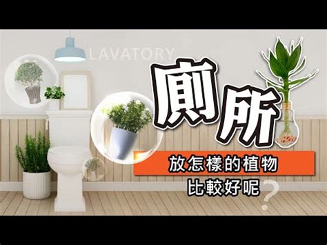 放廁所的植物|【廁所植物必學】6款常見植物，讓你打造綠意盎然的。